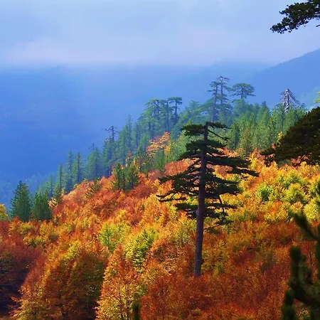 Valia Nostra Escape سميكسي